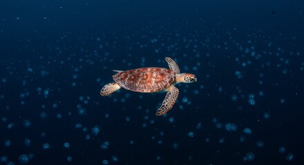 Fototapeta premium green sea turtle