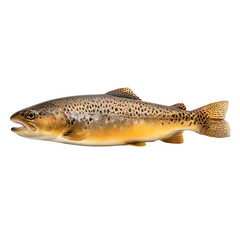 Obraz premium Detailed studio shot of a beautiful Brown Trout fish in pristine condition showcasing its distinctive spots and colors against black backdrop