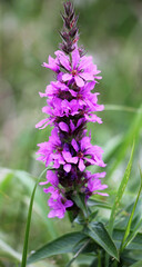 Lythrum salicaria grows on the riverbank and in wet places