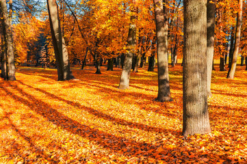 Fall landscape of sunny fall park in nice weather. Spreading fall trees with orange fallen leaves...