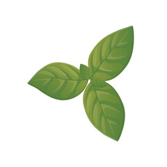 Botanical vector illustration of bazil in flat detailed style. Isolated leaves for food menu, advertisement designs 