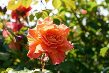 orange rosebud in a brightly lit garden