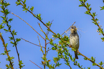A sparrow (Passer domesticus) perches on a branch, holding nesting material in its beak against a clear blue spring sky. 