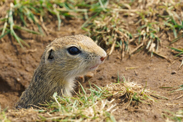 One endangered European ground squirrel (Spermophilus citellus) emerge from its burrow in a grassy field. A rare glimpse into Central Europe's threatened wildlife.