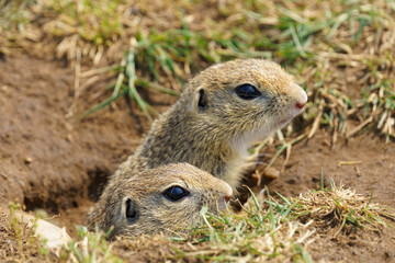 Two endangered European ground squirrels (Spermophilus citellus) emerge from their burrow in a grassy field. A rare glimpse into Central Europe's threatened wildlife.