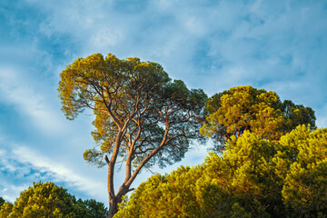 Beautiful pine nut trees with a textured trunk and leafy canopy stands against a blue sky filled...