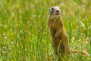 European ground squirrel (Spermophilus citellus), an endangered species, stands upright in a grassy field with a comically surprised expression, surrounded by wildflowers and natural habitat.