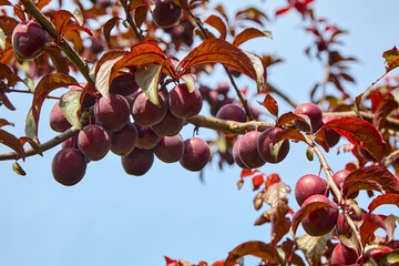 Plum tree with red ripe fruit on blue sky background.