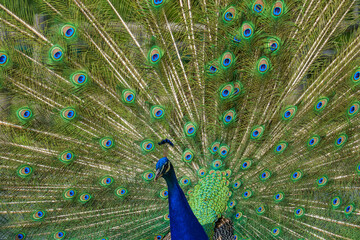 A male peacock (Pavo cristatus) proudly fans out its iridescent tail feathers in a dazzling...