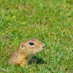 An endangered European ground squirrel (Spermophilus citellus) emerges from its burrow in a grassy field, displaying alertness and curiosity in its natural habitat.