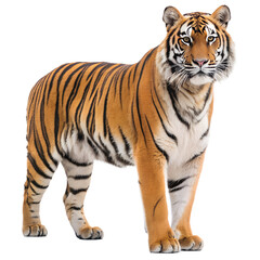 Fototapeta premium Majestic bengal tiger standing proudly with striking orange and black stripes isolated on transparent background