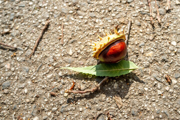 Close-up of brown horse chestnut Aesculus hippocastanum seed in spiky shell on asphalt with green leaf. Natural autumn symbol, concept of harvest, growth and cycle of life.