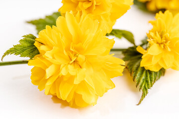 Close up of Kerria Japonica flower isolated on white background