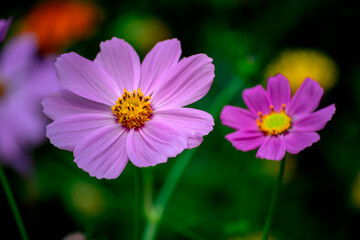 Fototapeta premium Beautiful and Colorful Flowers