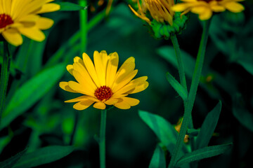 Beautiful and Colorful Flowers