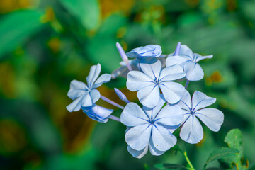 Beautiful and Colorful Flowers