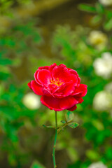 Fototapeta premium Beautiful and Colorful Flowers