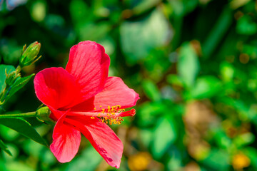 Obraz premium Beautiful and Colorful Flowers