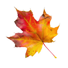 Obraz premium Vibrant autumn maple leaf, displaying a mix of fiery red and golden yellow hues, sharply defined against a stark black background