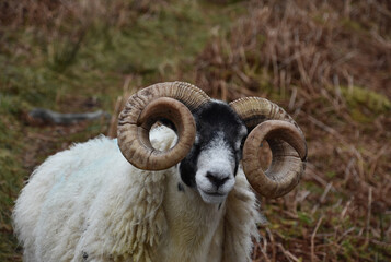 Scottish Blackfaced Sheep with Curved Horns in Scotland