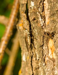 Fly on tree bark (1)