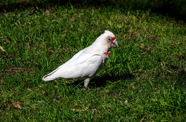 Long-billed Corella (Cacatua tenuirostris)