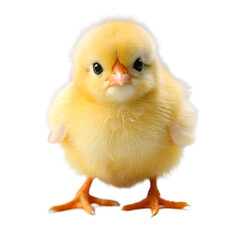 Obraz premium Fluffy yellow baby chick standing and looking forward, isolated on transparent background