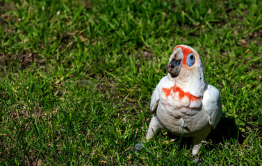 Long-billed Corella (Cacatua tenuirostris)