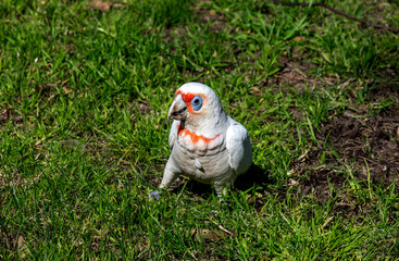 Obraz premium Long-billed Corella (Cacatua tenuirostris)