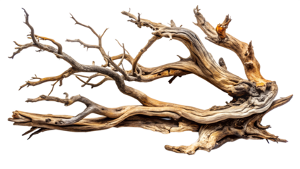 An artistic natural driftwood with gnarled twisted branches isolated on transparent background, showcasing weathered texture and organic form