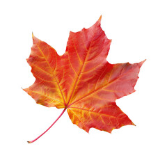 Obraz premium Red Maple Leaf Isolated, Fall Colors Glowing Against Black Background.