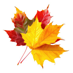 and keyword list based on the image you provided.. Maple Leaves Overlap Red, Yellow, and Orange Fall Color Detail on Ground.