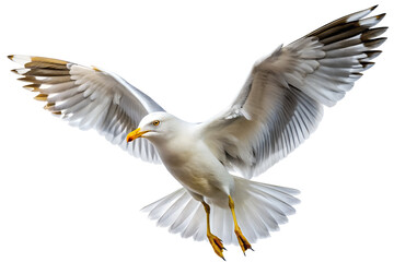 Obraz premium A white seagull in midflight with its wings fully extended, isolated on a transparent background, showcasing its elegant form against a clean backdrop