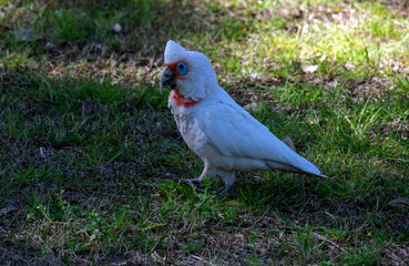 Long-billed Corella (Cacatua tenuirostris)