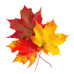 Fototapeta premium Stack of Autumn Maple Leaves in Vibrant Colors on Plain Background