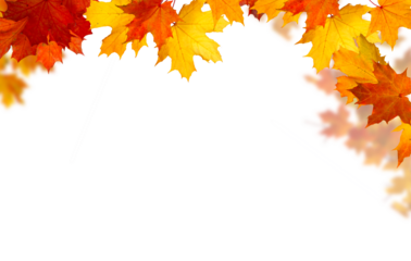  Isolated  foliage. Maple autumn leaves. Fall leaf branch