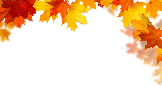 Fototapeta  Isolated  foliage. Maple autumn leaves. Fall leaf branch