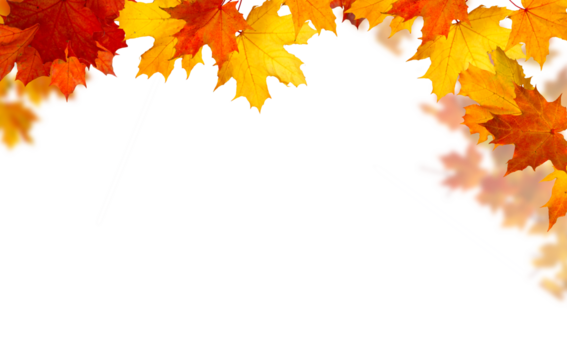  Isolated  foliage. Maple autumn leaves. Fall leaf branch