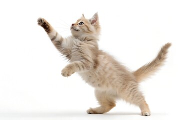 Adorable fluffy ginger kitten playfully reaching up with its paw against a clean white background