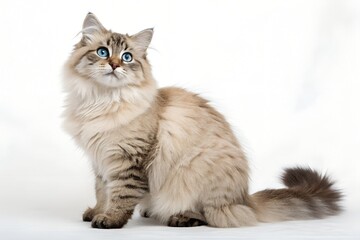 Majestic siberian cat with striking blue eyes sits gracefully against a clean white background