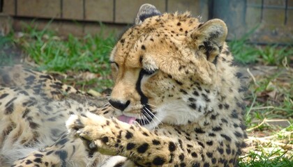 Fototapeta premium A cheetah meticulously grooms itself on the grassy ground, showcasing its spotted coat and attentive expression.