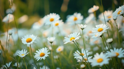 Delicate white daisies in a field.
