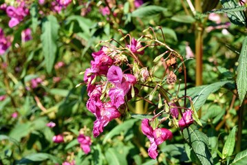 Indisches Springkraut