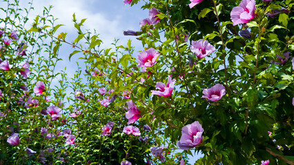 Syrian hibiscus flower (Hibiscus syriacus), also known as Rose of Sharon. Vibrant pink hibiscus flowers against a clear blue sky in full bloom