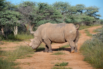 RHINO IN THE SAVANNA