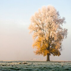 Frosted autumn tree in misty field