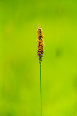 Golden Grass Spike Against Green