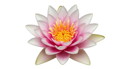 Pink lotus bloom, white-tipped petals and yellow center, on black background