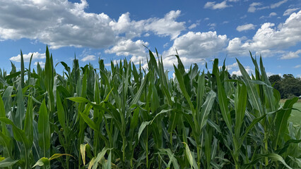 Lush Cornfield Under Vibrant Blue Sky With White Puffy Clouds. Corn leaves in a thriving field...