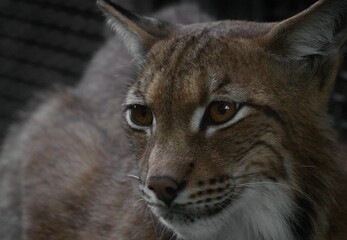 portrait of a lynx
